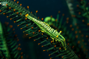 Commensal Shrimps are quite common inside crinoids even ofter very difficult to spot because of their colour pattern, that mimic exactly the colour of their host.