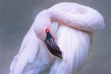 Fototapeta premium Pink elegant flamingo bird