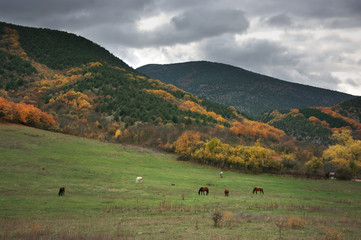 Grazing horses among autumnal mountains