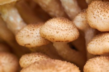 Honey Agaric mushrooms grow on a  stump in a forest.  Wild mushrooms Armillaria. Macro shot.