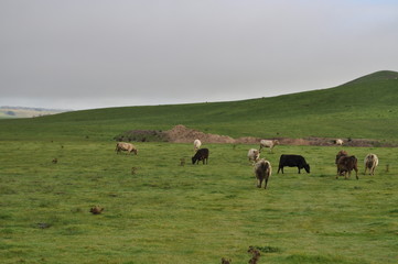 Cattle farm in Australia