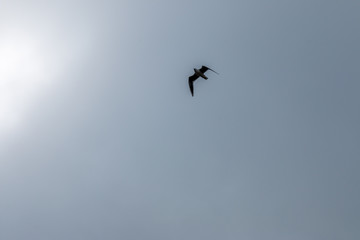 Bird in fly