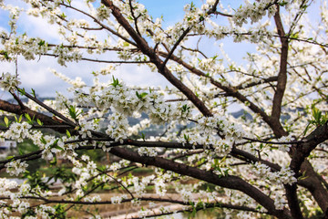 White plum blossoms bloom in spring