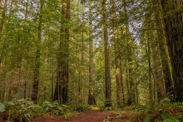 Fototapeta na wymiar Giant sequoia trees in the Redwoods Forest in California