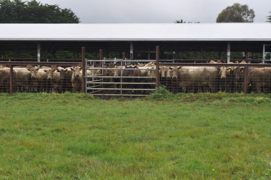 farmer working in cattle yards in australia
