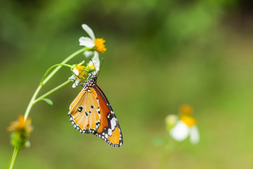 The butterfly on Bidens pilosa flowers in garden.