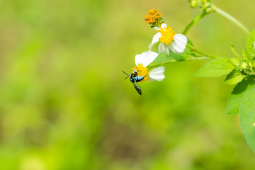 Insect blue on Bidens pilosa flowers in garden.