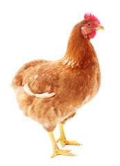 Brown hen isolated.
