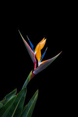 two bird of paradise flowers on one stem isolated against a black background
