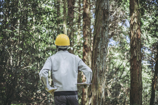 木の点検をする作業着の男性