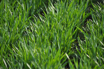 Spring crops of winter wheat