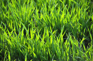 Spring crops of winter wheat