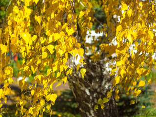 Yellow leafs