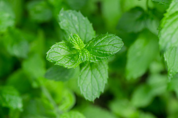 Fototapeta na wymiar fresh aromatic spearmint herb in garden
