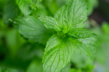 fresh aromatic spearmint herb in garden
