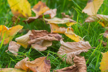 fallen autumn leaves on lawn macro