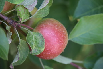A close up of apples on the tree in the orchard