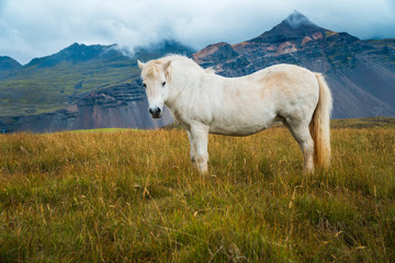 Icelandic Horses 