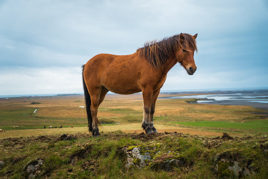 Icelandic Horses 