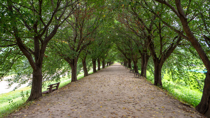 Fototapeta premium A cool green road in the summer