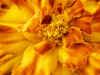 Fototapeta na wymiar The yellow-red flower Tagetes macro