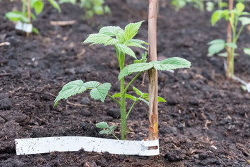 Landing a young raspberry plant in garden