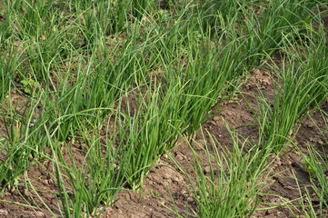 Green onion in the open ground