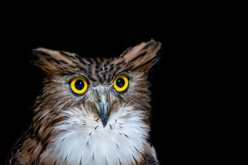 Brown Fish Owl (Ketupa zeylonensis), front view closeup and isolated on black background.