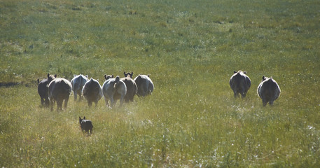 Cattle being herded 