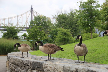 oies sauvages