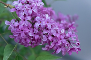 Lilac blooms in the garden. A beautiful bunch of lilac closeup.