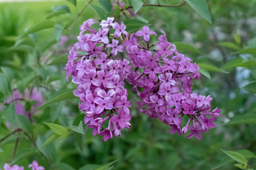 Lilac blooms in the garden. A beautiful bunch of lilac closeup.