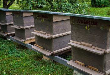 Bees in gray hives on a sunny day in the garden