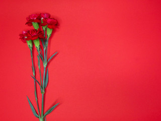 red carnations on a large red paper