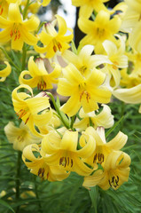Lilium yellow lily flowers