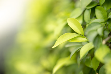 The young shoots the tree leaves.