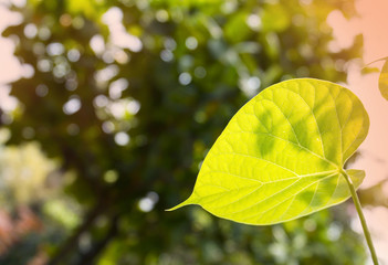 Close up leaf of creeper plant in the forest with sunlight bokeh