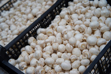 Raw champignon mushrooms in boxes in supermarket