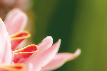 Macro view of Torch ginger flower blossom, Etlingera elatior flowers family Zingiberaceae.