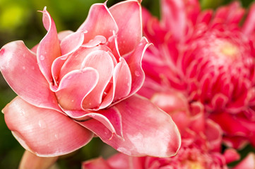 Close up of Torch ginger flower blossom, Etlingera elatior flowers family Zingiberaceae.