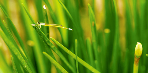 Macro of small dragonfly setting on green grass