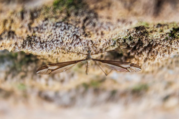 Mosquito Crane Fly with large wings on a stone