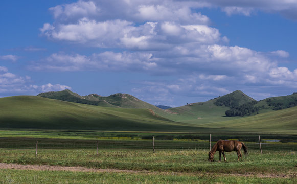 Bashang grassland