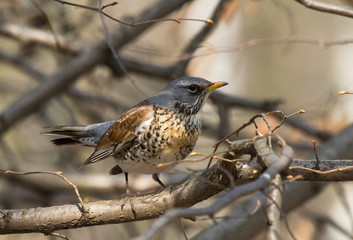 Fieldfare (Turdus pilaris) on the branch 