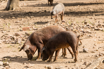 Fototapeta premium Cows in the fields of Salamanca, Spain