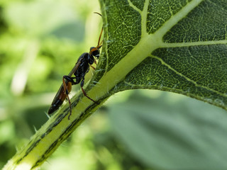 a flying ant is sitting on a green leaf macro