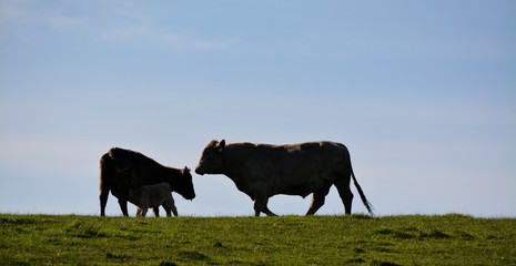 Cattle herds in australia