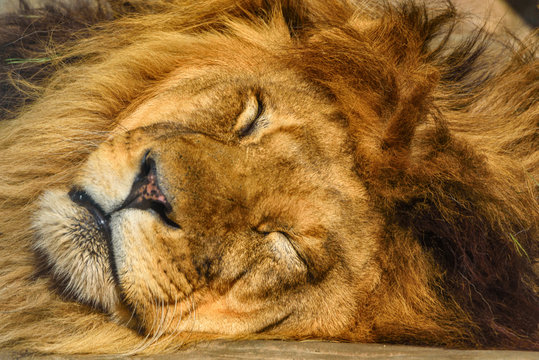portrait of a sleeping lion close-up - Powered by Adobe
