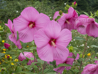 Hibiscus moscheutos. L'hibiscus des marais. De magnifiques grandes fleurs sur de grandes tiges...