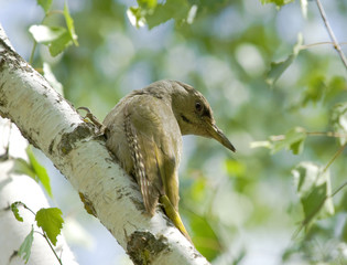 Grey-headed Woodpecker on the birch tree
